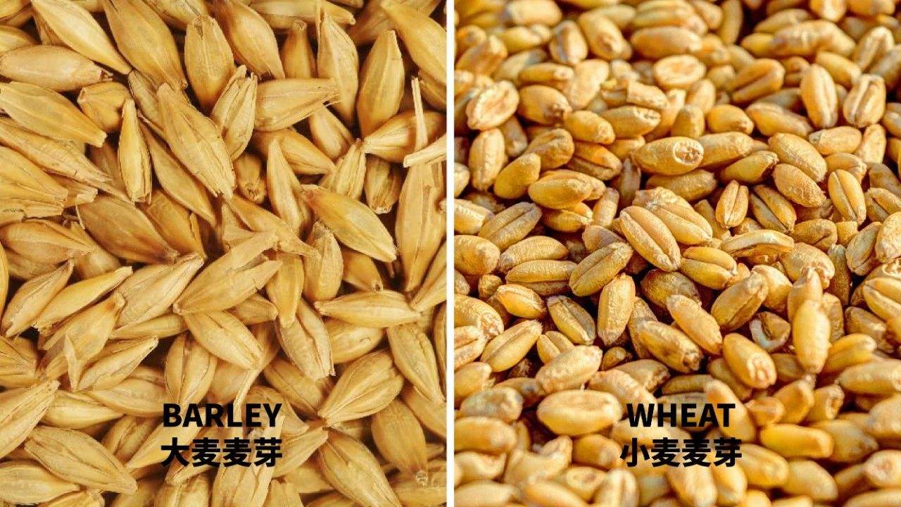 精釀啤酒設(shè)備,啤酒廠設(shè)備,開(kāi)辦啤酒廠,麥芽